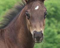 all-around-quarter-horse