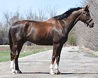 chestnut-kid-saf-horse
