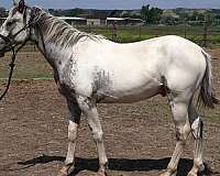 snowcapfewspot-horse