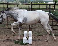 clear-appaloosa-horse
