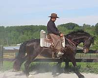 draft-horse