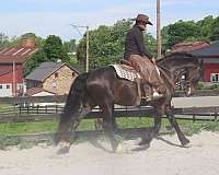 draft-horse-for-sale