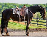 draft-mare