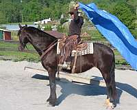 all-around-friesian-horse