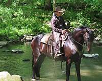 beginner-friesian-horse