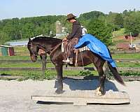 dressage-friesian-horse