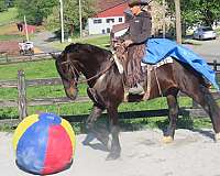 trail-friesian-horse