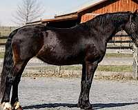 all-around-mare-broodmare