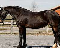beginner-mare-broodmare