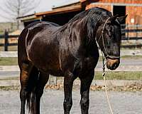 dressage-mare-broodmare