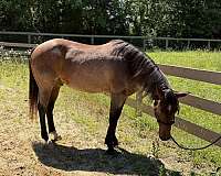 bay-finished-western-pleasure-horse