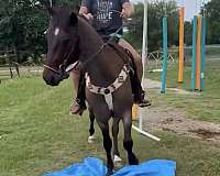 bay-roan-finished-western-pleasure-horse