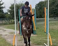roan-finished-western-pleasure-horse