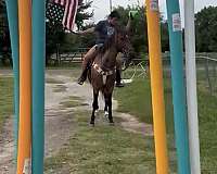 finished-western-pleasure-gelding