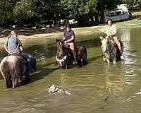 finished-western-pleasure-horse