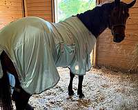 athletic-quarter-horse