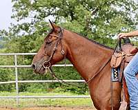 project-quarter-horse