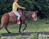 ranch-quarter-horse