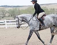 3-hunter-belgian-warmblood-horse