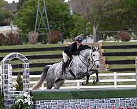 amateur-prospect-belgian-warmblood-horse