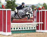 age-belgian-warmblood-horse