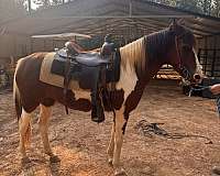 paint-horse