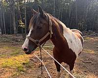 affordable-quarter-horse