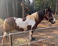 broke-to-ride-quarter-horse