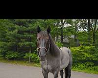 quarter-horse-gelding