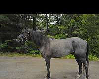 quarter-horse-for-sale