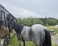 quarter-horse
