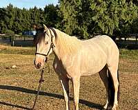 gypsy-vanner-filly