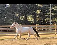 gypsy-vanner-horse-for-sale