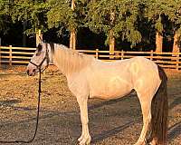 gypsy-vanner-horse
