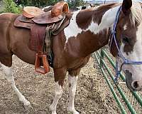 horsemanship-paint-pinto-horse