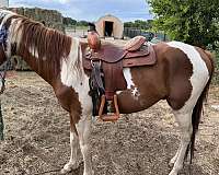 chestnut-paint-pinto-colt