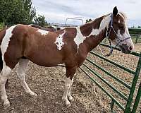 chestnut-overo-paint-pinto-colt