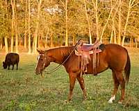 experienced-appaloosa-quarter-horse
