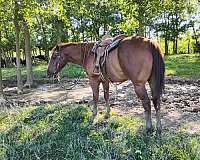appaloosa-quarter-horse-gelding-yearling