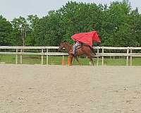 quarter-horse-gelding