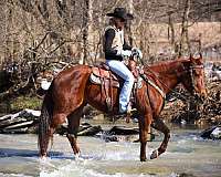 athletic-quarter-horse
