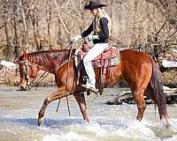 beginner-quarter-horse