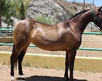 bayo-mare