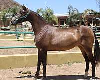 buckskin-andalusian-horse