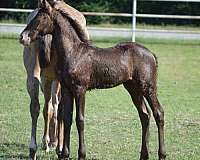 champagne-fbhr-horse