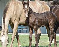 champagne-andalusian-filly-stallion