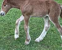 stripe-stockings-socks-horse