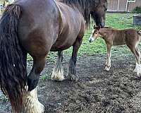 liver-chestnut-stripe-stockings-socks-horse
