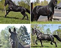 black-friesian-mare
