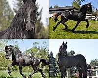 champion-started-under-saddle-mare-foal